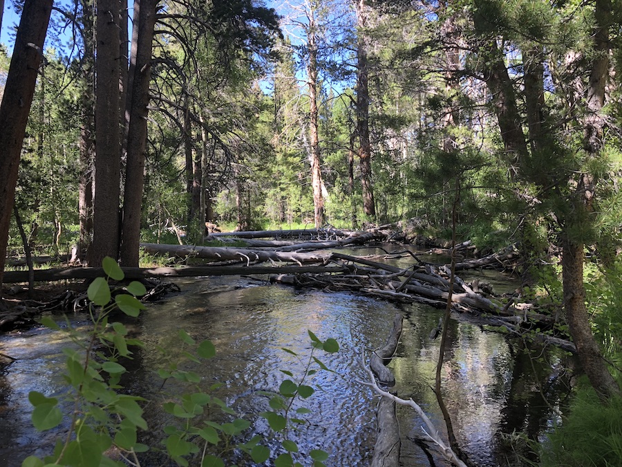 Mammoth Lakes Forest